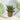 Künstliche Grünpflanze modern arrangiert im Seegrasübertopf Höhe 28 cm ⌀ 12cm - Lifestyle & More