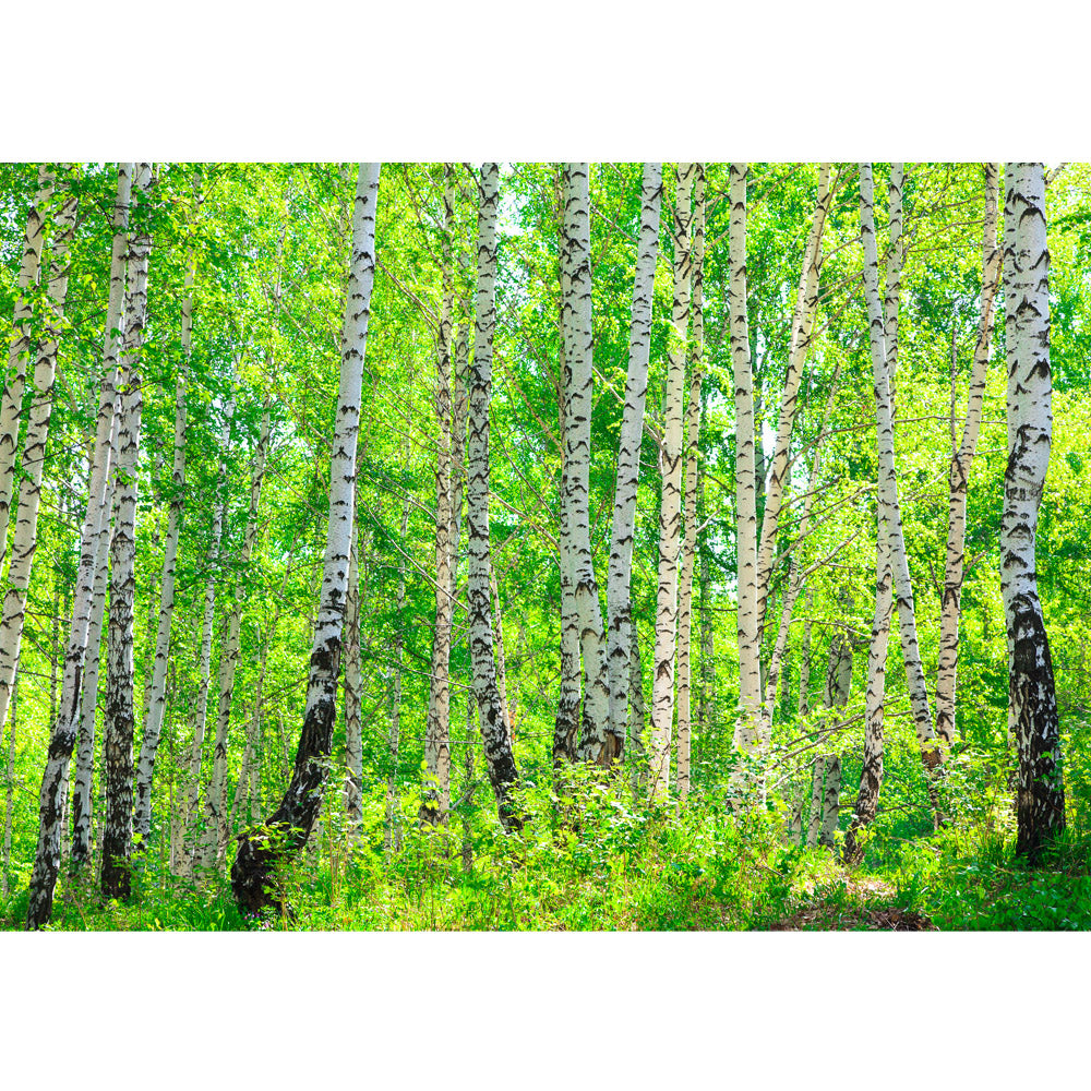 Papier peint photo intissé Forêt de bouleaux papier peint forêt de bouleaux arbres forêt soleil vert