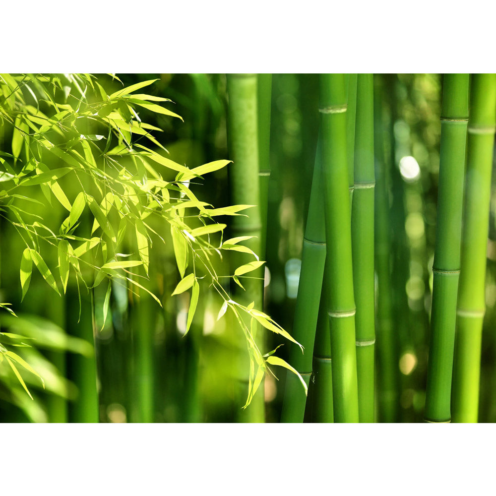 Nonwoven photo wallpaper Far Asia Bamboo Forest wallpaper bamboo bamboo forest jungle Asia Asia bamboo path green