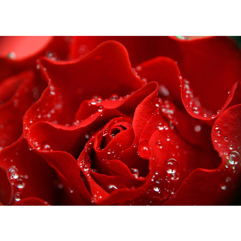 Papier peint photo intissé fleurs de roses parfaites papier peint fleurs roses fleurs nature amour fleur d'amour rouge