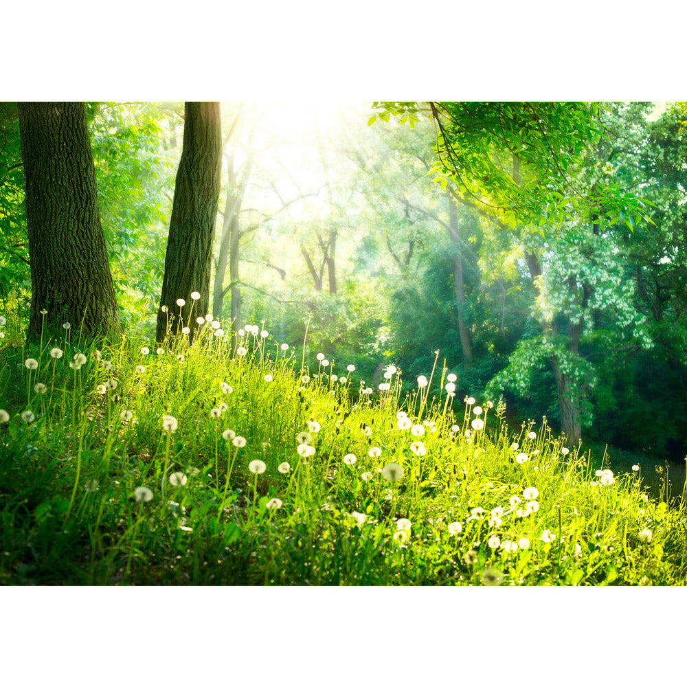 Papier peint photo intissé Sunny ForestPapier peint forêt arbres forestiers nature arbre vert vert