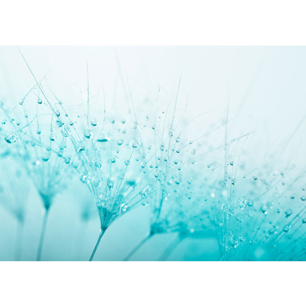 Nonwoven photo wallpaper Turquoise flowers wallpaper dandelion