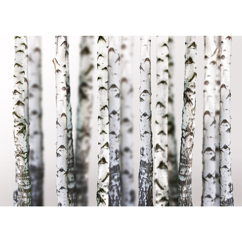 Nonwoven photo wallpaper Black and White Birch Trunks forest wallpaper birch forest 3D perspective birch trunks