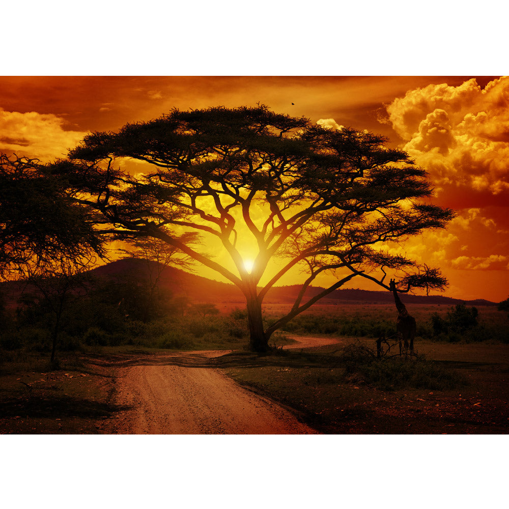 Vlies Fototapete African Sunset Sonnenuntergang Tapete Sonnenaufgang Afrika Steppe Giraffe Orange