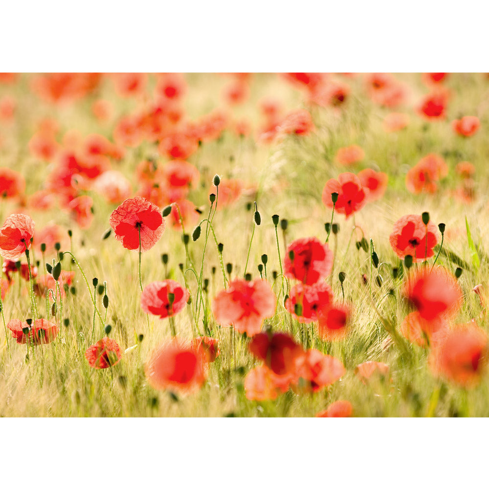 Vlies Fototapete Dream of Poppies Blumen Tapete Romantik Mohn Feld Blumen Gras grün