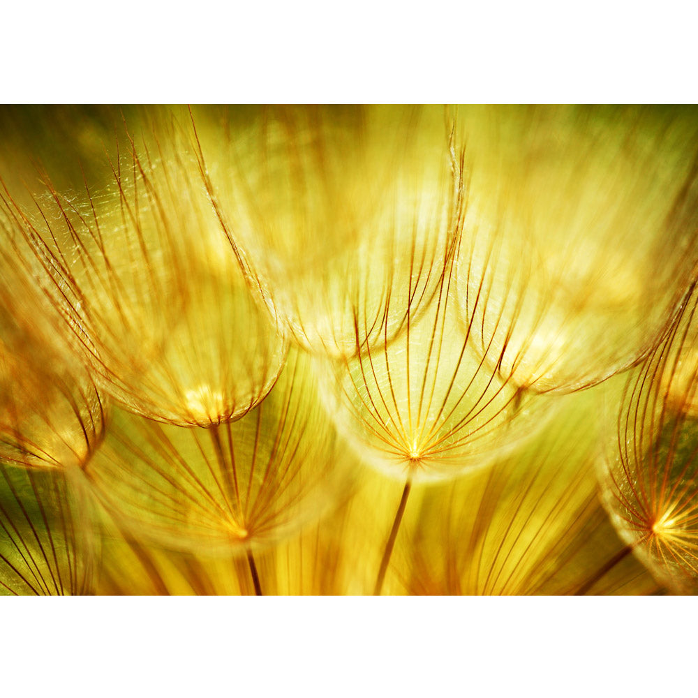 Papier peint photo intissé Pissenlit Dreams Plantes Papier peint Pissenlit Pissenlit Ocre Jaune Beige Ocre