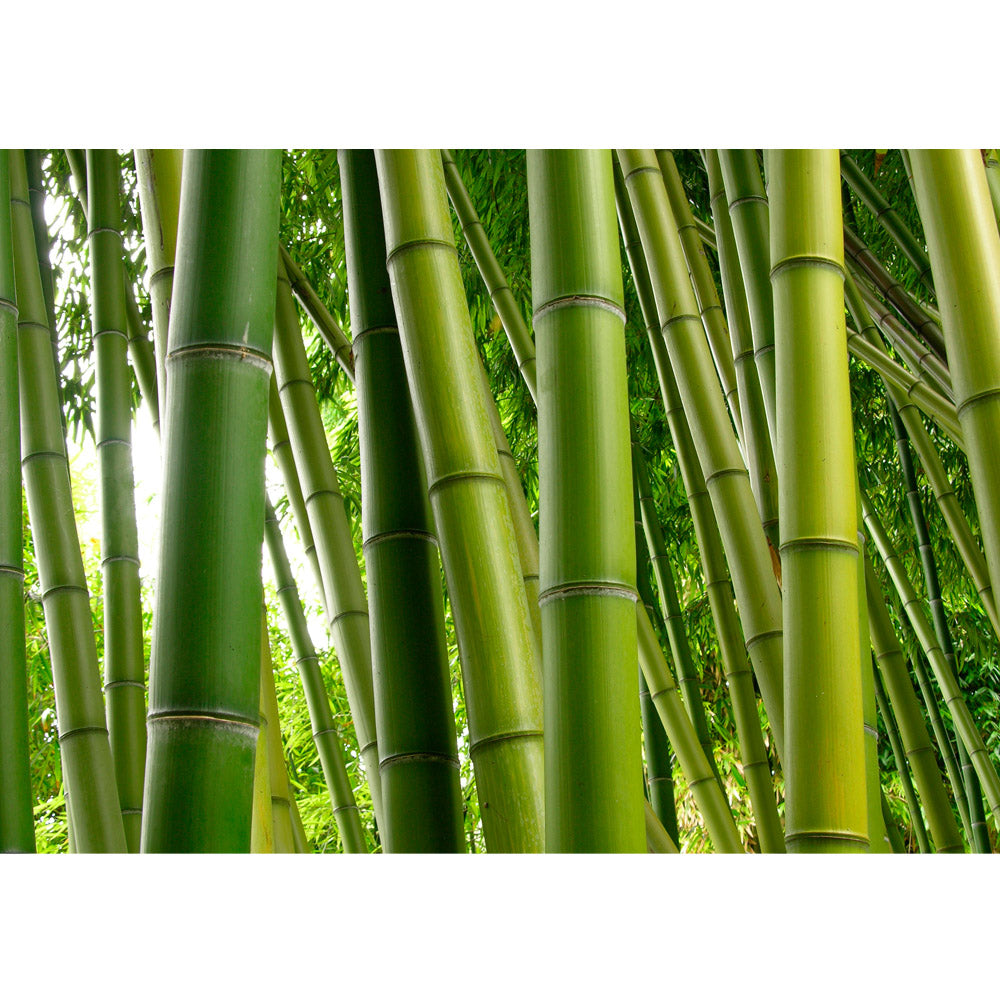 Nonwoven photo wallpaper Paradise of Bamboo bamboo wallpaper forest bamboo forest jungle garden nature trees green