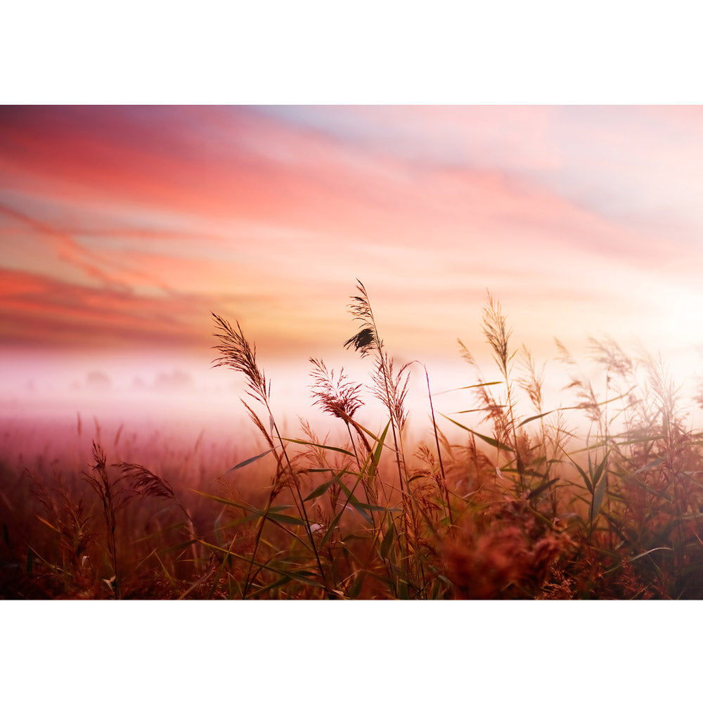 Vlies Fototapete Pink DunesPflanzen Tapete Sonnenaufgang Meer Strand Dünen Rosa Pastell Pink pink