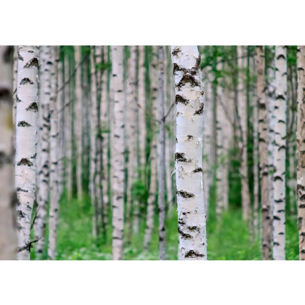 Vlies Fototapete Birch Forest II Wald Tapete Birkenwald 3D Perspektive Birke Stämme Wald grün