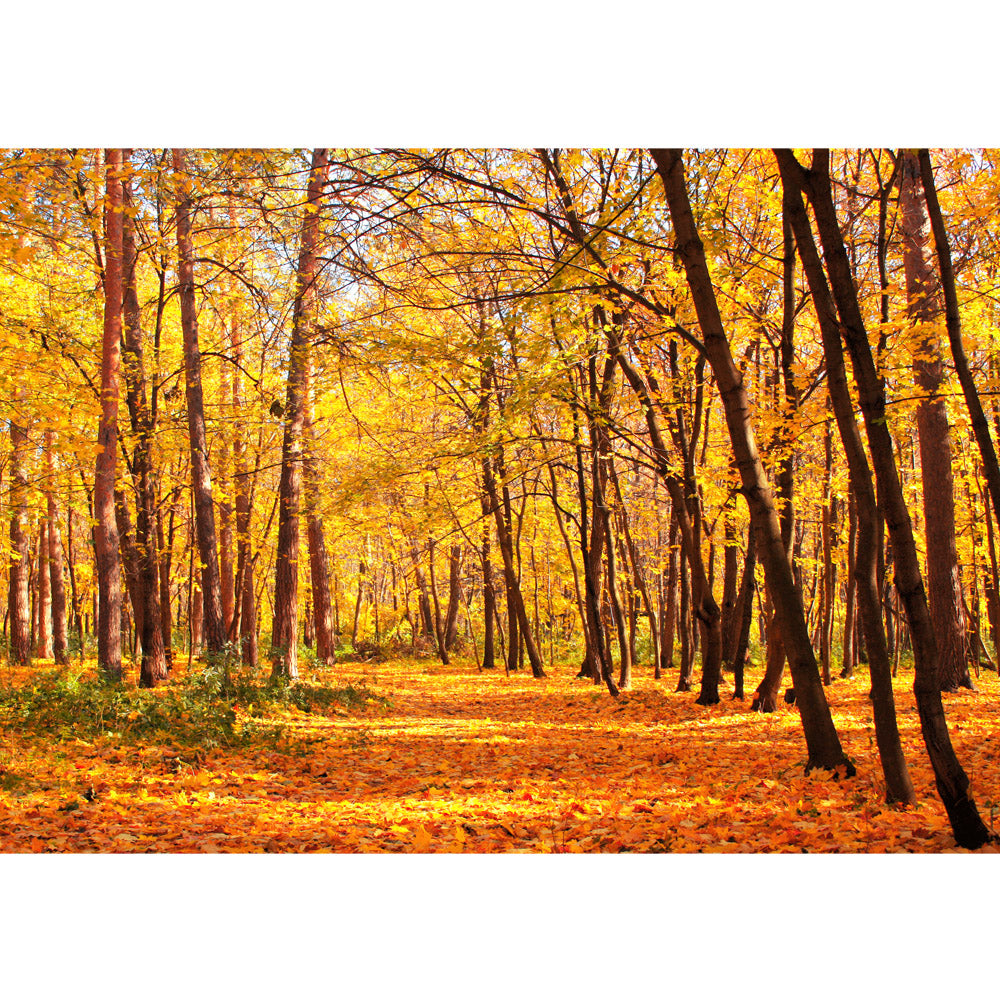 Vlies Fototapete Autumn Forest Wald Tapete Herbstblätter Wald Bäume Baum Forest Herbst orange