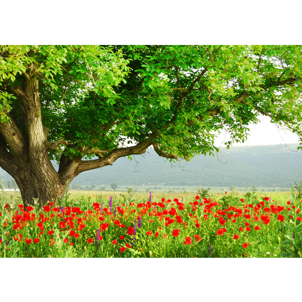 Nonwoven photo wallpaper A Beautiful TreeNature wallpaper nature poppy field tree forest trees red green idyll green