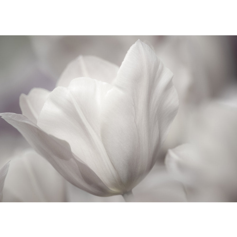 Nonwoven photo wallpaper White TulipsOrnaments wallpaper tulips flowers flower tendril white grey nature plant white