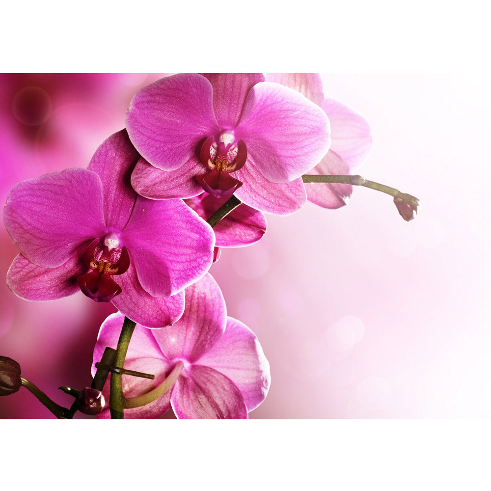 Nonwoven photo wallpaper Pink Orchid Ornaments Wallpaper Orchid Flowers Flower Tendril Pink Nature Plants