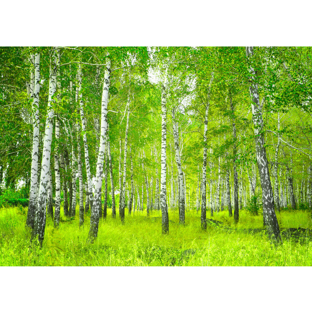 Vlies Fototapete Sunny Birch Forest Wald Tapete Birkenwald Bäume Wald Sonne Birke Birken Natur Baum