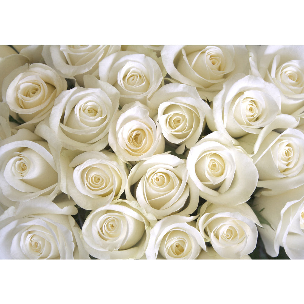 Papier peint photo intissé fleurs roses nature amour fleur d'amour blanc blanc