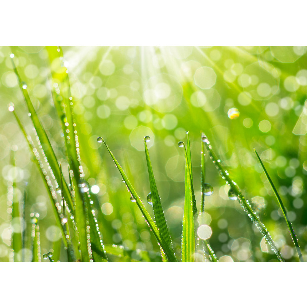 Nonwoven photo wallpaper plants wallpaper grass stalk green meadow sun nature grey