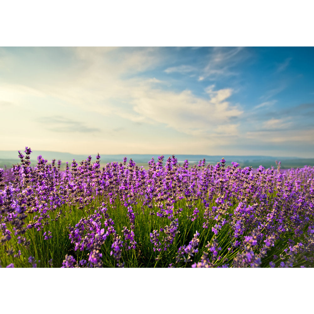 Papier peint photo intissé plantes papier peint nature champ ciel nuages ​​vert idylle beige