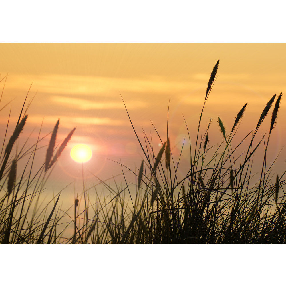 Vlies Fototapete Pflanzen Tapete Sonnenaufgang Sonne Feld Romantisch grün