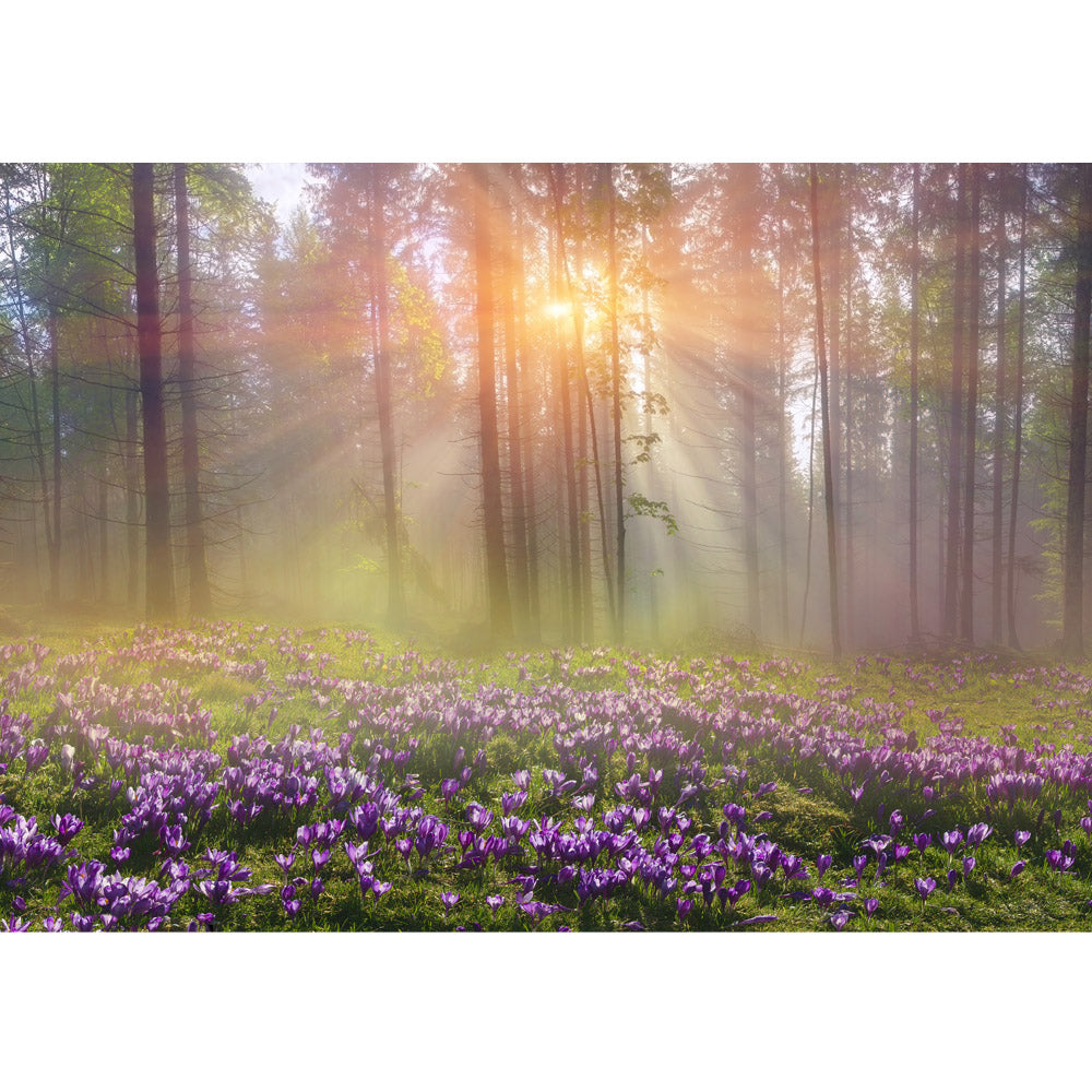 Nonwoven photo wallpaper forest wallpaper forest trees nature tree