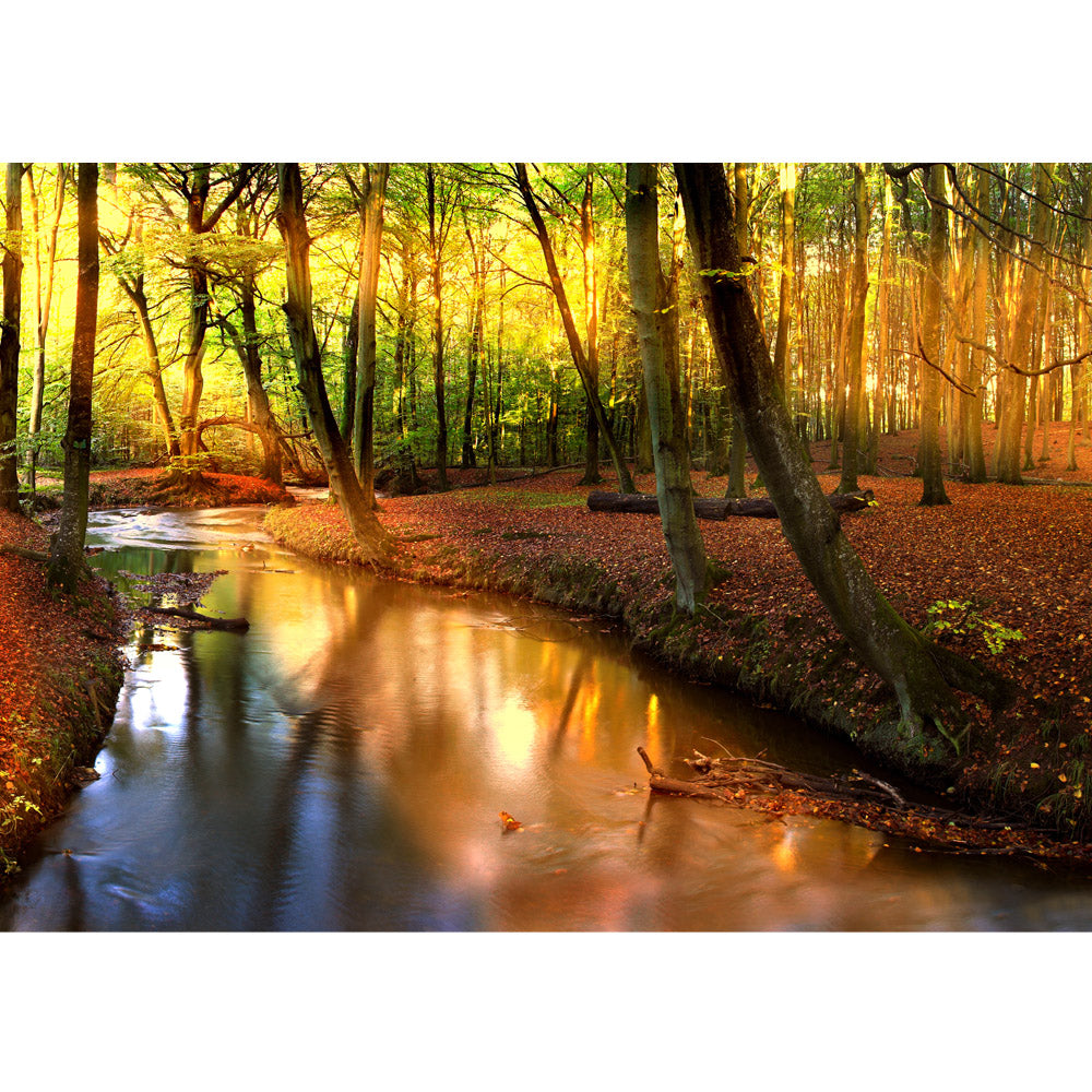 Vlies Fototapete Wald Tapete Wald Bäume Natur Sonne Wasser grau