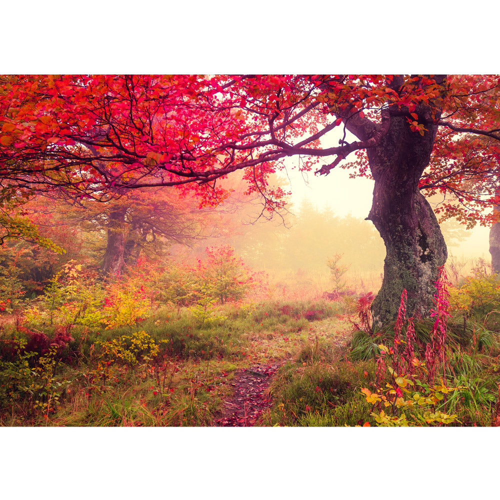 Vlies Fototapete Wald Tapete Wald Bäume Herbst Natur Sonne beige