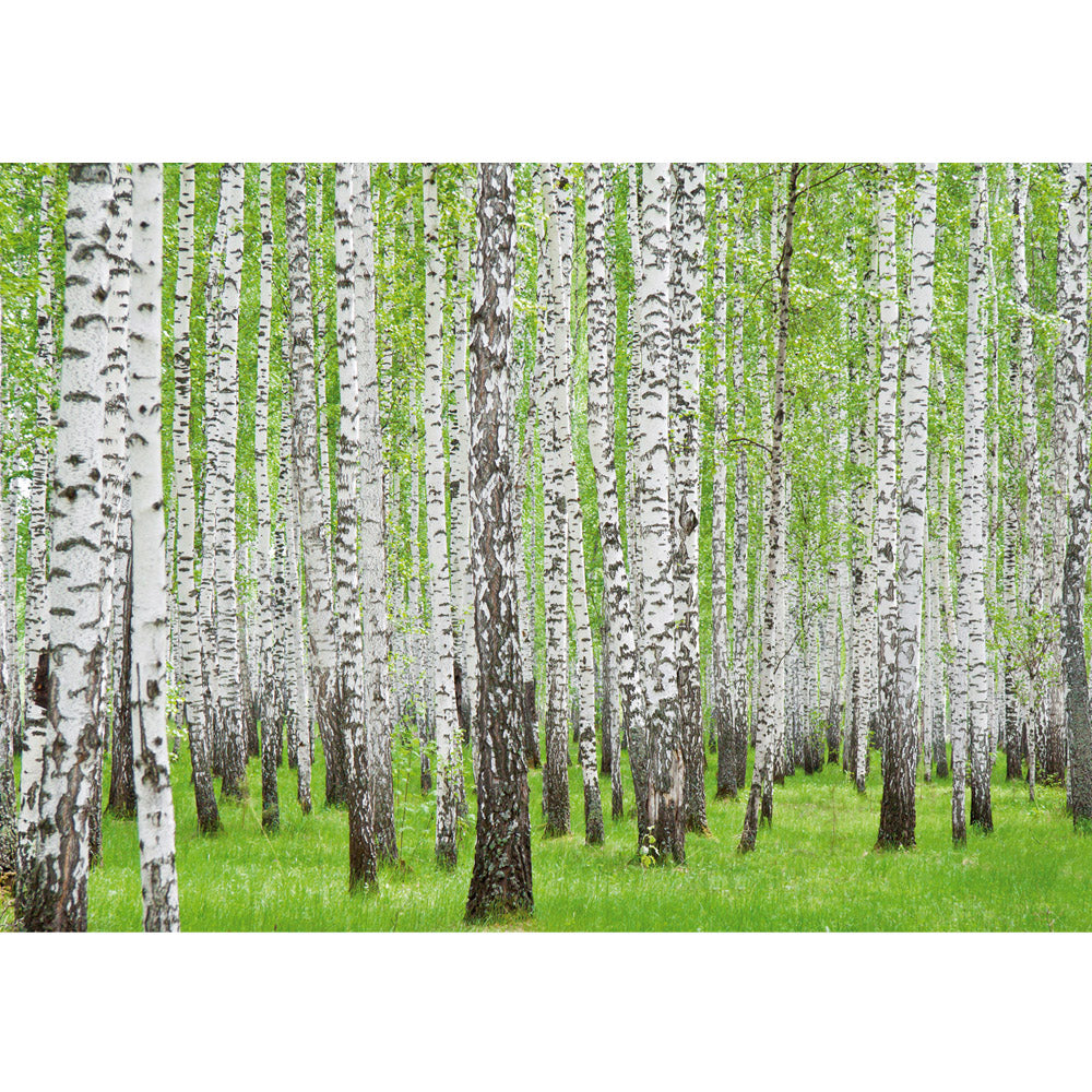 Nonwoven photo wallpaper forest wallpaper birch forest trees nature green white white