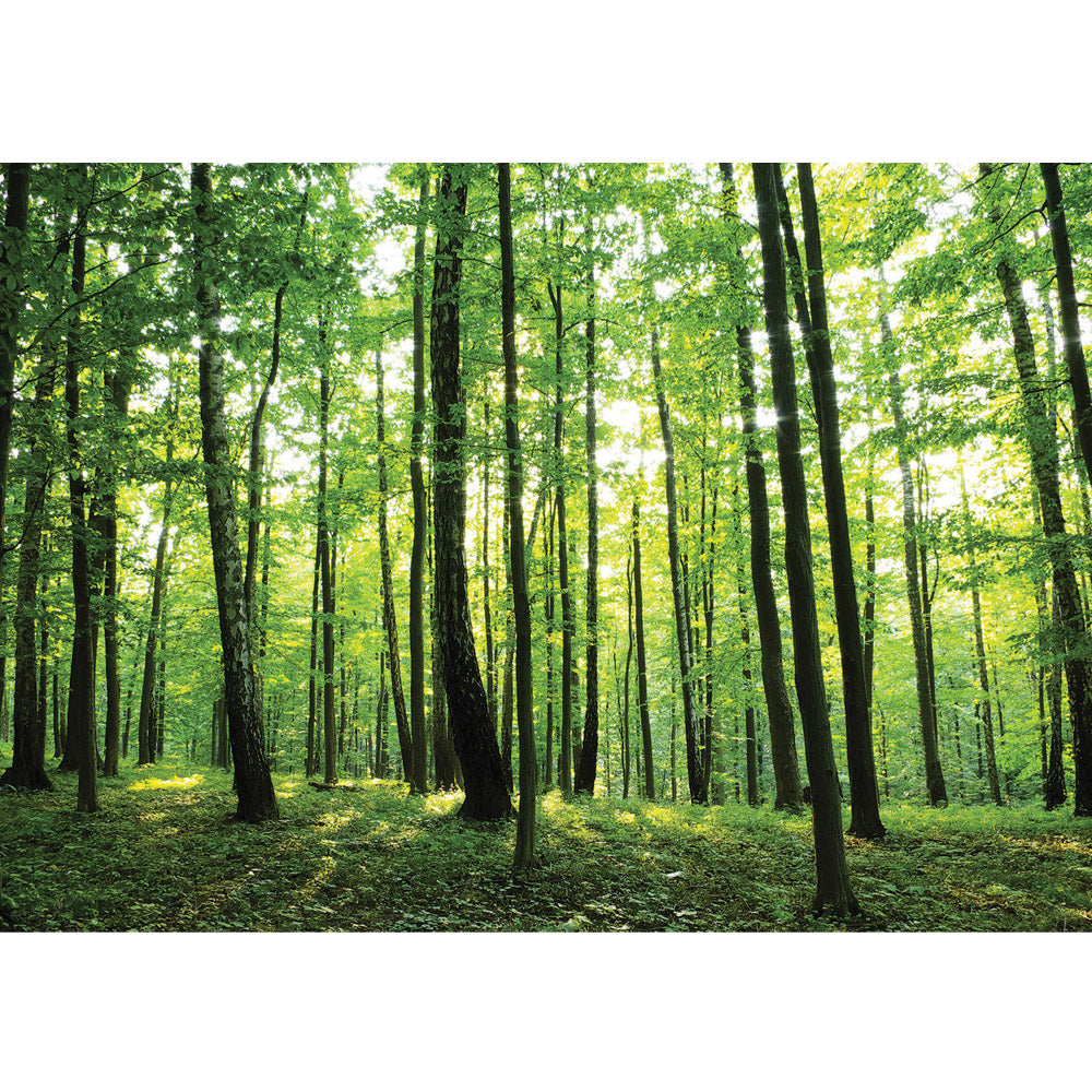 Nonwoven photo wallpaper forest wallpaper trees woods sun meadow green