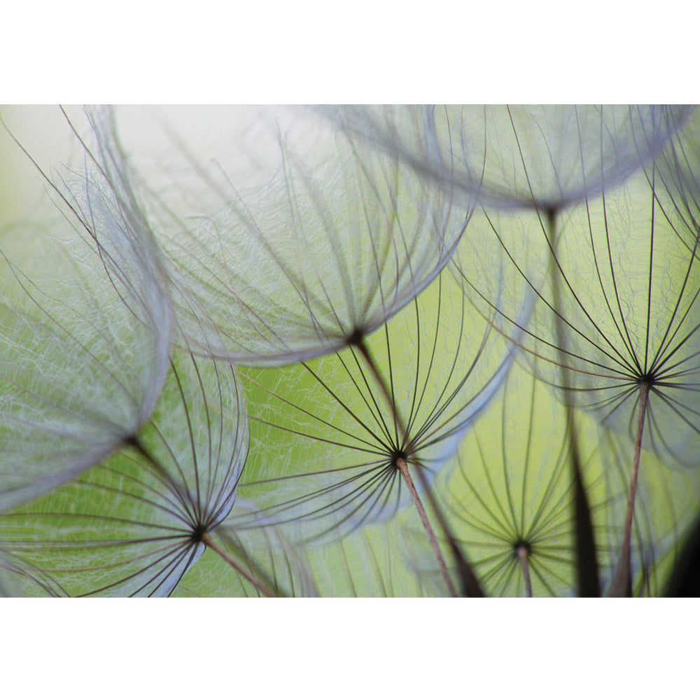 Nonwoven photo wallpaper flowers wallpaper dandelion blossom flower braid net stripe green