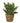 Künstliche Grünpflanze modern arrangiert im Seegrasübertopf Höhe 28 cm ⌀ 12cm - Lifestyle & More