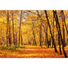 Vlies Fototapete Autumn Forest Wald Tapete Herbstblätter Wald Bäume Baum Forest Herbst orange - Lifestyle & More