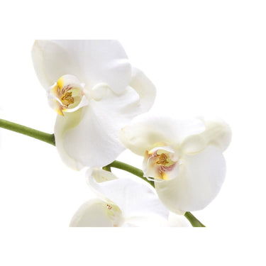 Vlies Fototapete Berge Tapete Orchidee Blumen Blumenranke Weiß Natur Pflanzen Abstrakt grau - Lifestyle & More