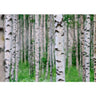 Vlies Fototapete Birch Forest II Wald Tapete Birkenwald 3D Perspektive Birke Stämme Wald grün - Lifestyle & More