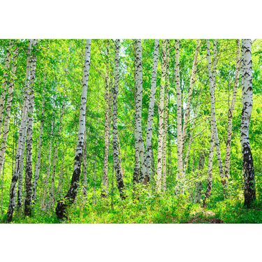 Vlies Fototapete Birch Forest Wald Tapete Birkenwald Bäume Wald Sonne grün - Lifestyle & More