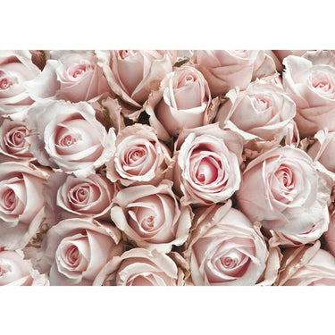 Vlies Fototapete Blumen Tapete Blumen Rose Blüten Natur Liebe Love Blüte Weiß rosa - Lifestyle & More