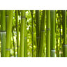 Vlies Fototapete Dream of Bamboo Bambus Tapete Wald Wood Forest Jungle Dschungel Garten Natur Baum - Lifestyle & More