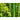 Vlies Fototapete Far Asia Bamboo Wald Tapete Bambus Bambuswald Dschungel Asia Asien Bambusweg grün - Lifestyle & More