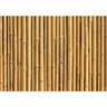 Vlies Fototapete Golden Bamboo Bambus Tapete gold gelb Wald Bambuswald Dschungel Garten Natur Bäume - Lifestyle & More