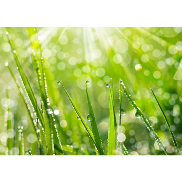 Vlies Fototapete Pflanzen Tapete Gras Halm Grün Wiese Sonne Natur grau - Lifestyle & More