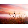 Vlies Fototapete Pink DunesPflanzen Tapete Sonnenaufgang Meer Strand Dünen Rosa Pastell Pink pink - Lifestyle & More