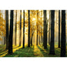 Vlies Fototapete Sunlight Forest II Wald Tapete Wald - Lifestyle & More