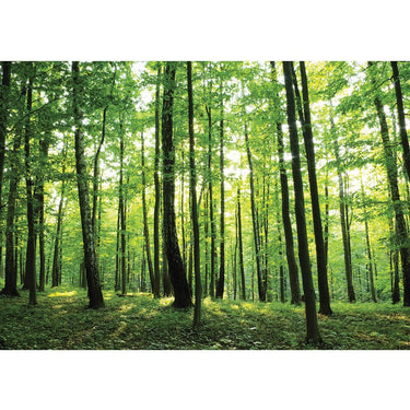 Vlies Fototapete Wald Tapete Bäume Wald Sonne Wiese grün - Lifestyle & More