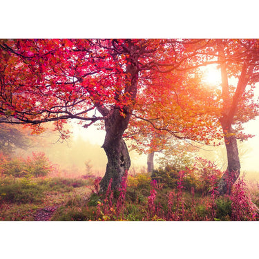 Vlies Fototapete Wald Tapete Wald Sonne grau - Lifestyle & More